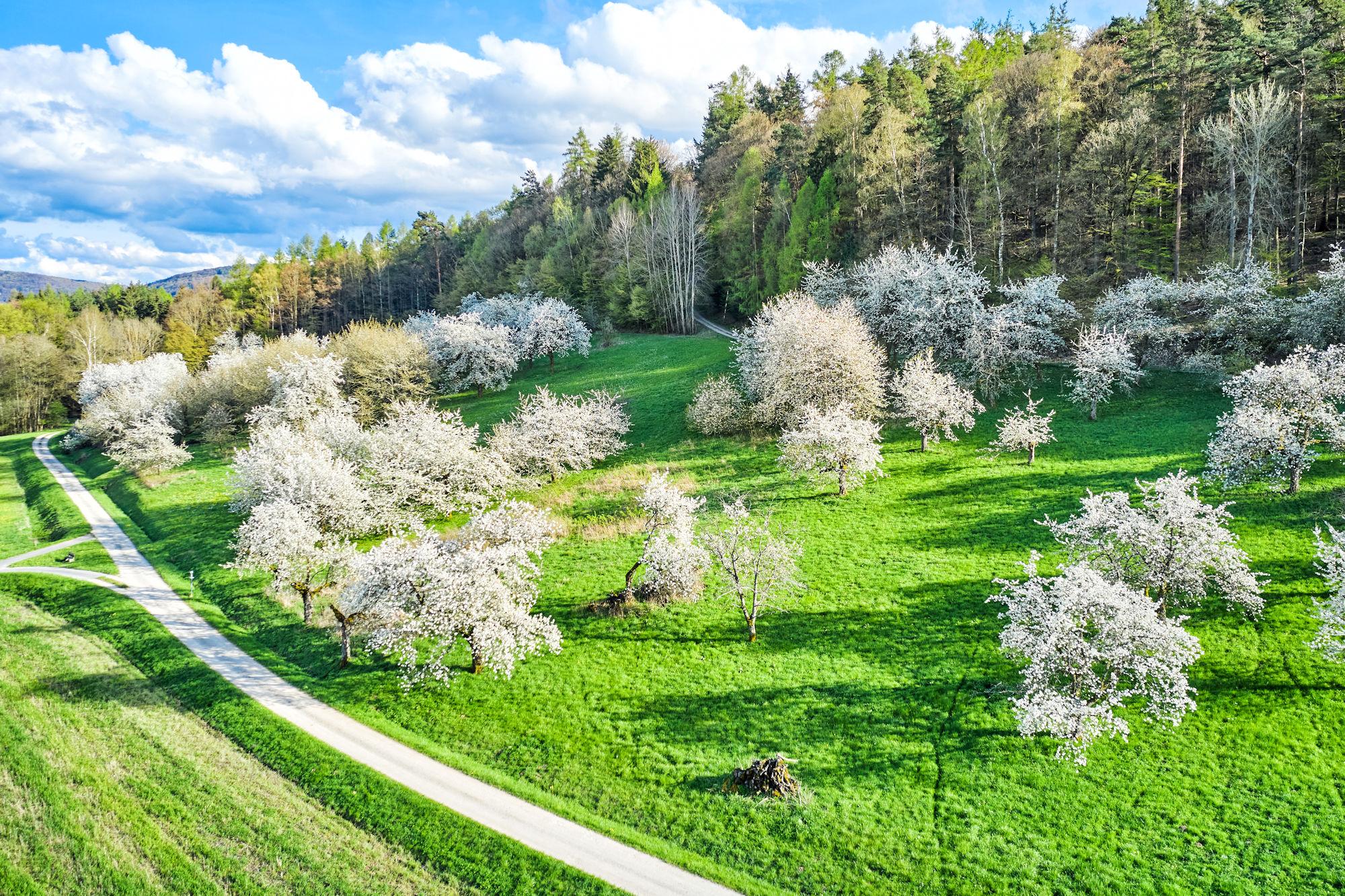 Wenzl Kirschenbl&uuml;te 26